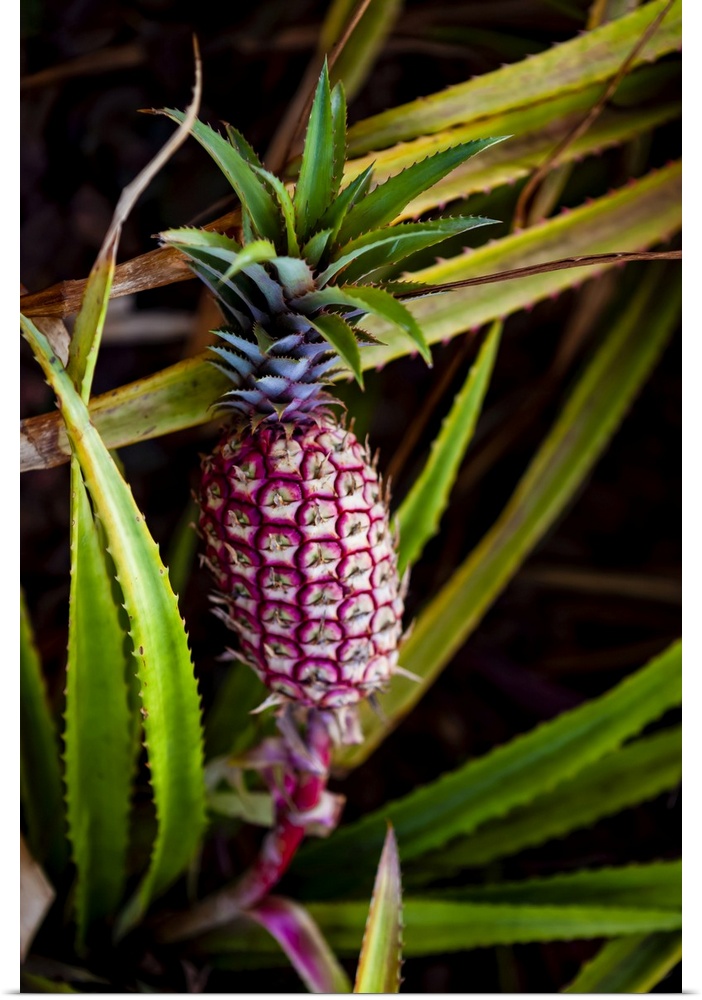 Pineapple growing on a plant; Hawaii, United States of America