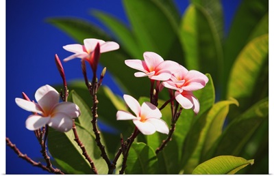 Pink Plumeria Blossoms Growing From Tree, Blue Sky In Background