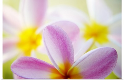 Pink Plumeria Flowers With Yellow Centers