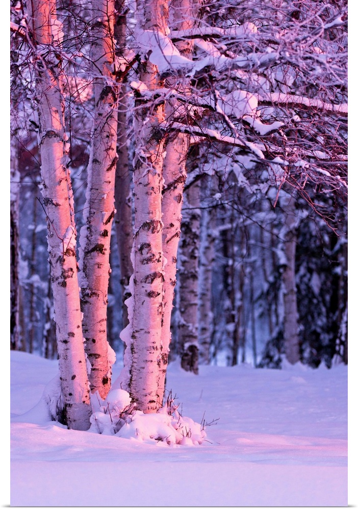 A photo of the sunset light falling on tree trunks of a  birch, winter, Russian Jack Springs Park, Anchorage, Southcentral...