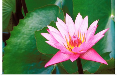 Pink Water Lily Surrounded By Leaves