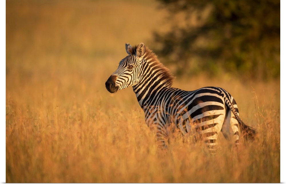 Plains zebra (Equus quagga) stands in grass watching camera, Serengeti National Park; Tanzania