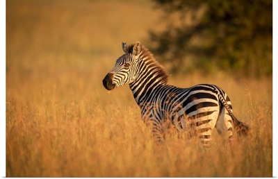 Plains Zebra Stands In Grass Watching Camera, Serengeti National Park, Tanzania