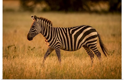 Plains Zebra Walks Rim Lit By Sunset, Serengeti National Park, Tanzania