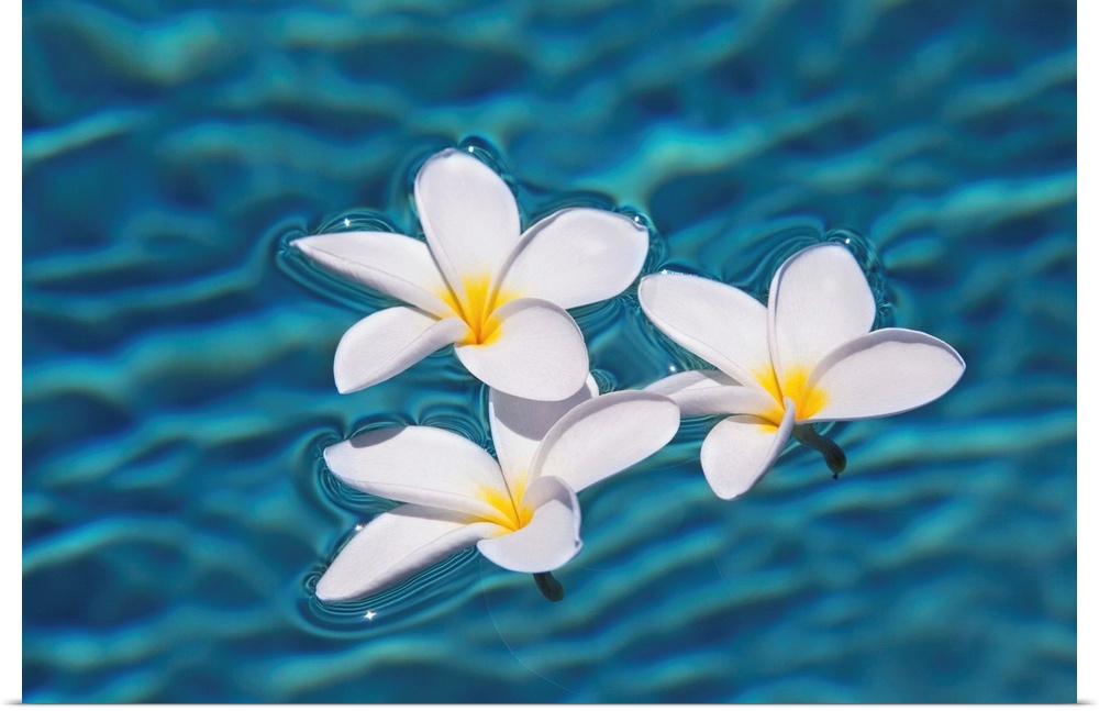 Plumeria Flowers Floating In Clear Blue Water