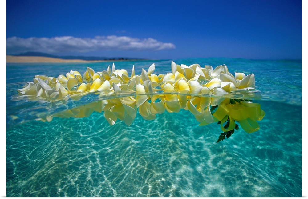 Horizontal photograph on a large wall hanging of a lei of golden plumeria flowers, floating on clear, blue ocean water ben...