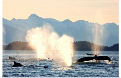 Pod of humpbacks feeds along shoreline of Admiralty Island in Alaskas Inside Passage