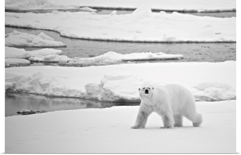 Polar bear (ursus maritimus) crossing ice in arctic, Svalbard, Svalbard and Jan Mayen, northern Norway.