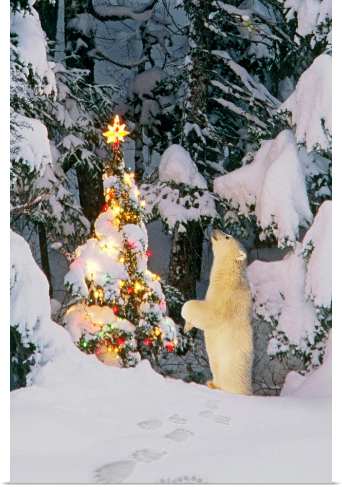 This vertical nature photograph is a nature composite of a young animal investigating a decorated tree in a snow covered f...