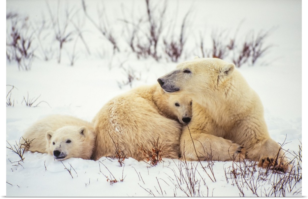 Polar bear cubs (Ursus maritimus) snuggle up to their mother in the snow along Hudson Bay Manitoba, Canada