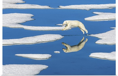 Polar Bear Jumps Across Melting Pack Ice With Blue Water Pools, Svalbard, Norway