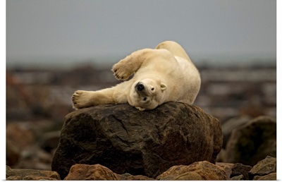 Polar Bear Laying On Rock, Manitoba, Canada