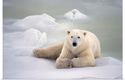 Polar Bear Lying On The Ice, Churchill, Manitoba, Canada