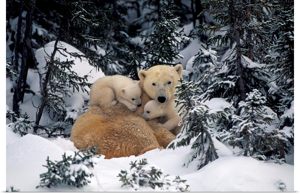 Polar Bear Mother
