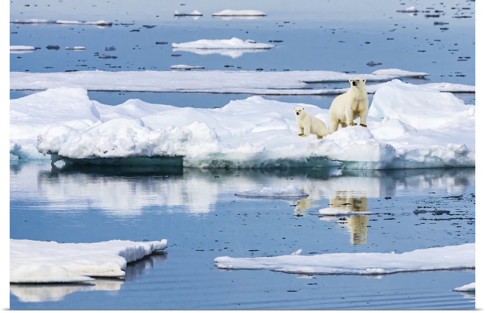 Polar bear mother and cub (Ursus maritimus) on iceberg, Hinlopen Strait Svalbard, Norway