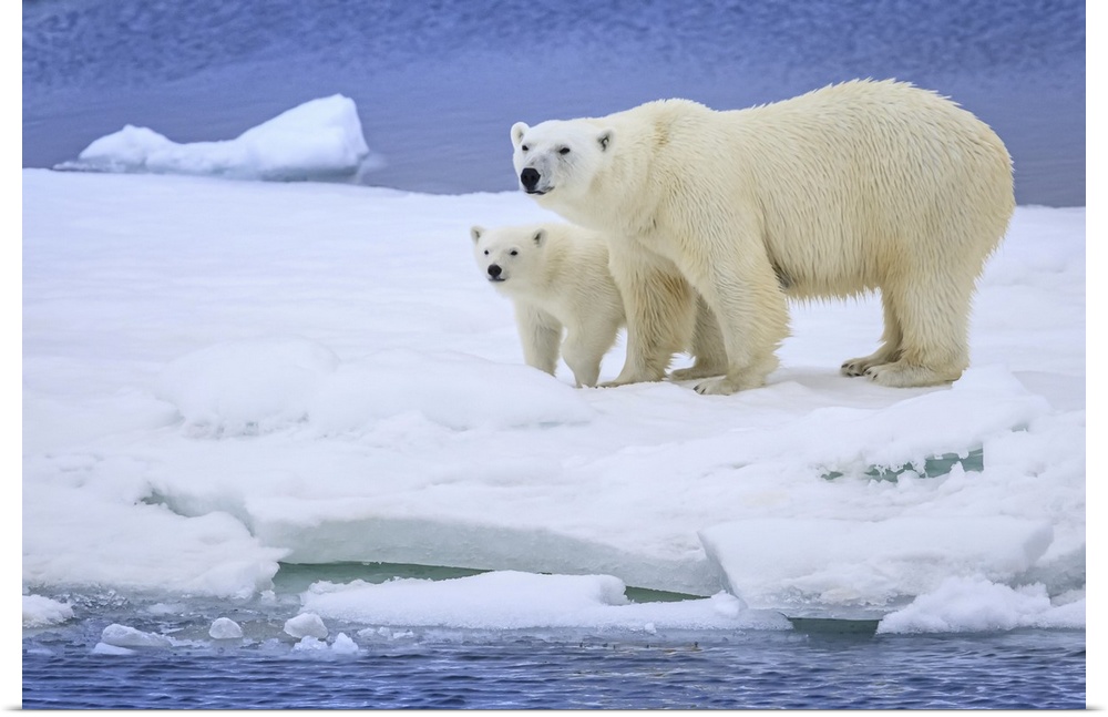 Polar bear mother and cub (Ursus maritimus) on pack ice wearing ear tags Svalbard, Norway
