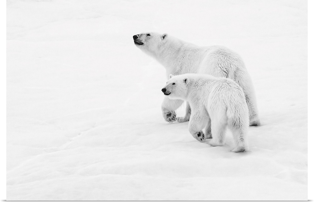 Polar bear (Ursus maritimus) mother and cub walking on pack ice, Black and white image, Northeast Svalbard Nature Preserve...