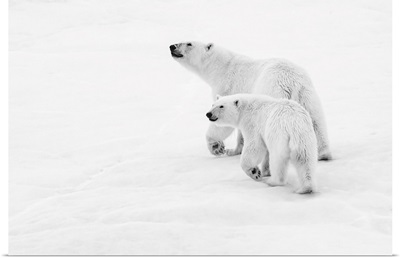 Polar Bear Mother And Cub Walking On Pack Ice, Norway