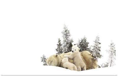 Polar Bear Mother And Her Cubs Playing In The Snow; Churchill, Manitoba, Canada