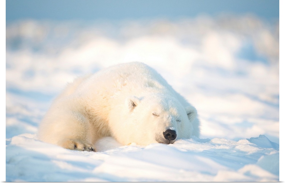 Polar bear (Ursus maritimus), young bear rests on the newly frozen pack ice, Beaufort Sea, off the 1002 area of the Arctic...
