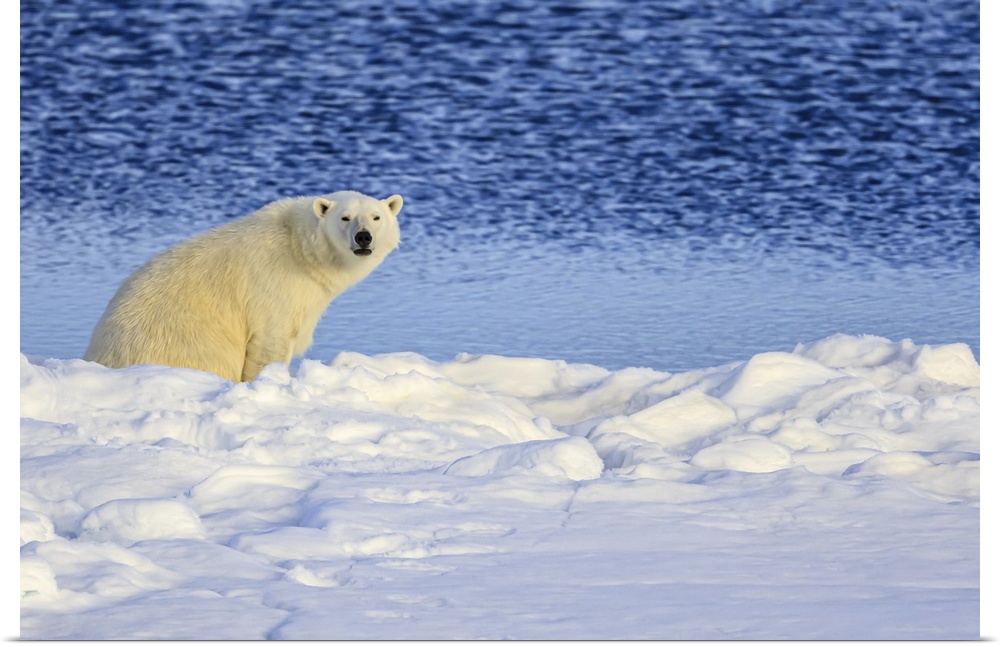 Under the Midnight sun, Polar Bear (Ursus maritimus) on pack ice, Hinlopen Strait Svalbard, Norway