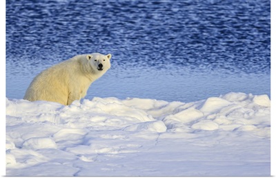 Polar Bear On Pack Ice, Hinlopen Strait, Svalbard, Norway