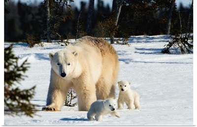 Polar Bear Sow And Cubs Walking In Wapusk National Park, Churchill, Manitoba, Canada