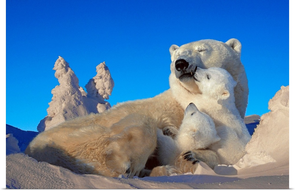 An oversize piece that is a photograph of a polar bear with it's cubs while laying in the snow.