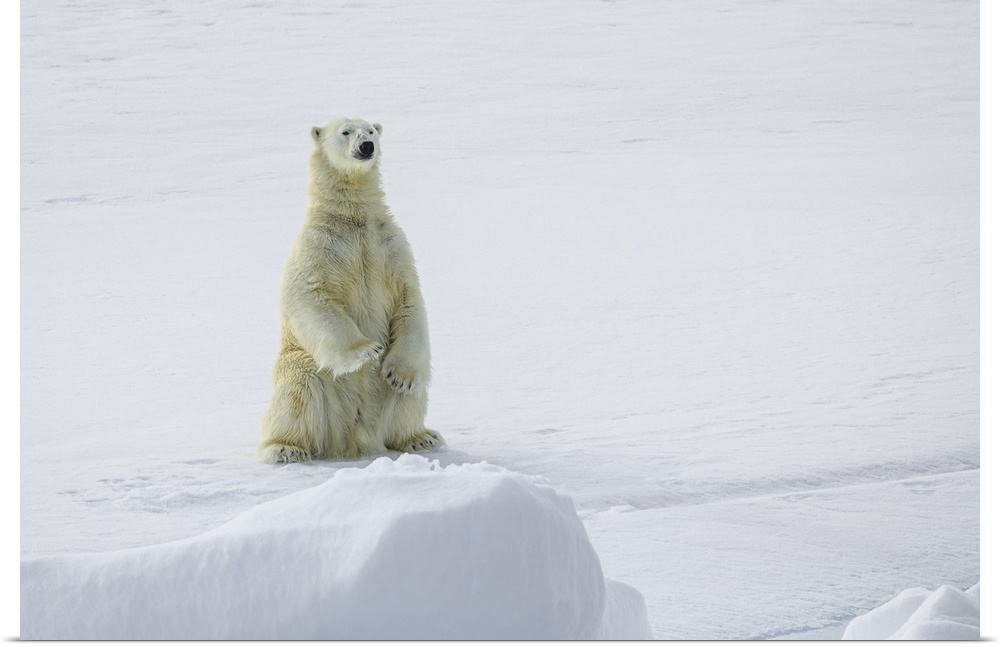 Polar bear (Ursus maritimus) standing on pack ice, Northeast Svalbard Nature Preserve Svalbard, Norway