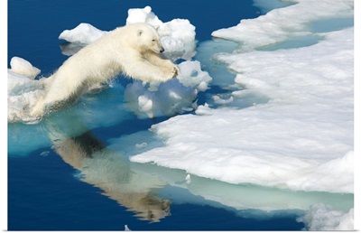 Polar bear, Ursus maritimus, on pack ice at water's edge.
