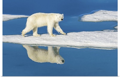 Polar Bear Walking On Melting Pack Ice Reflected In Blue Water Pools, Svalbard, Norway