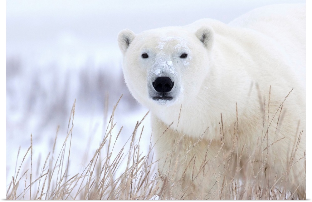 Polar bear (ursus maritimus) walking through the snow and blizzard near Churchill. Manitoba, Canada.