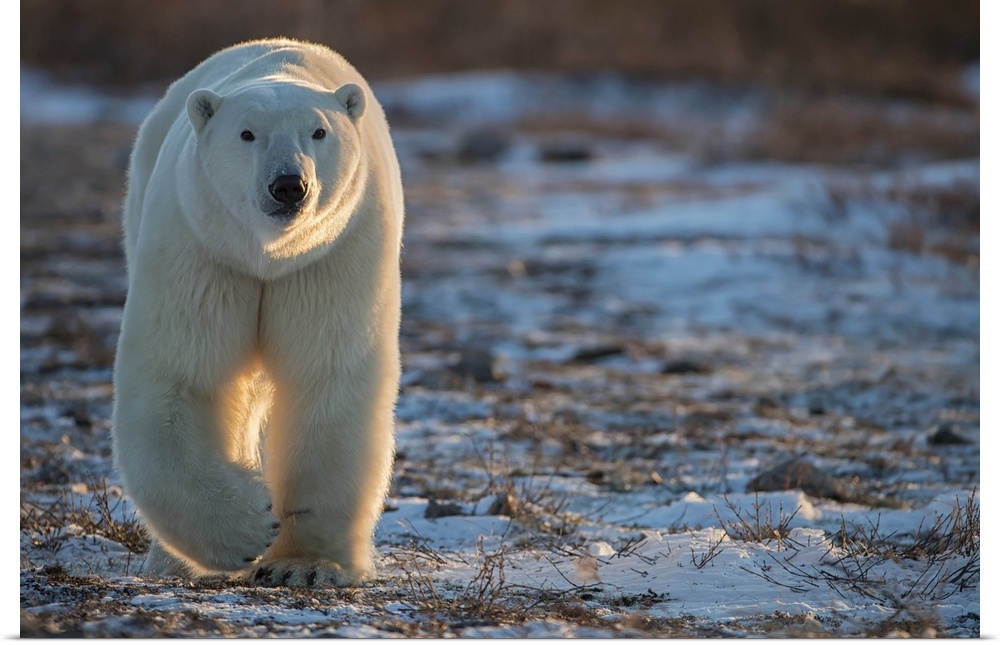 Polar bear (Ursus maritimus) walking towards us in the setting sunlight; Churchill, Manitoba, Canada