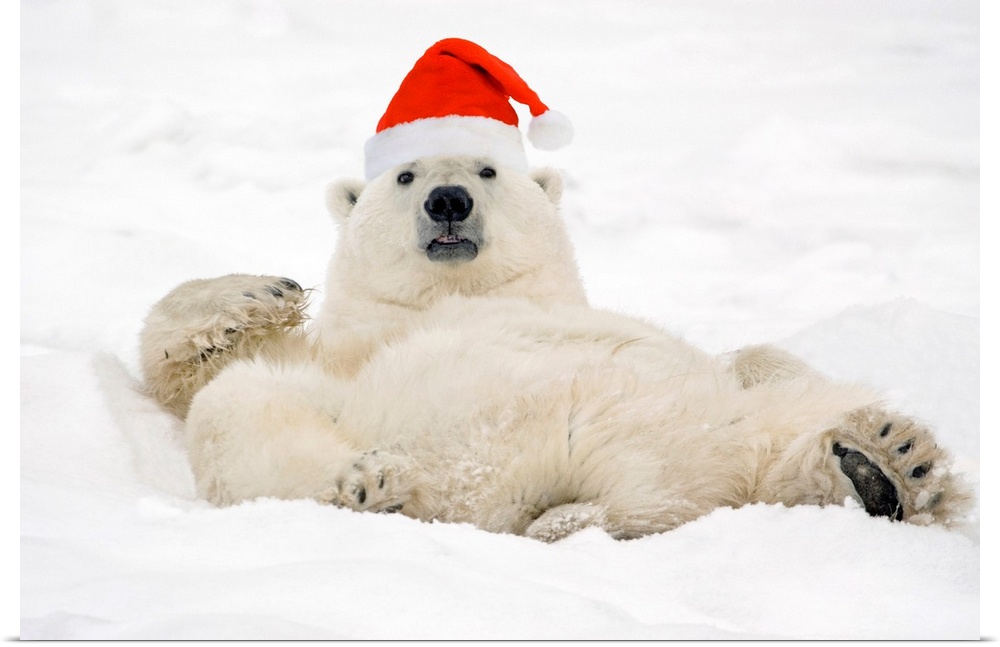 Photograph taken of a large polar bear laying in the snow wearing a Santa hat.