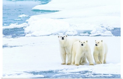 Polar Bears Standing Still On Pack Ice In The Canadian Arctic