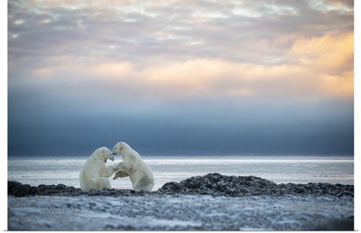 Polar Bears Wrestle On Shoreline At Dawn, Arviat, Nunavut, Canada