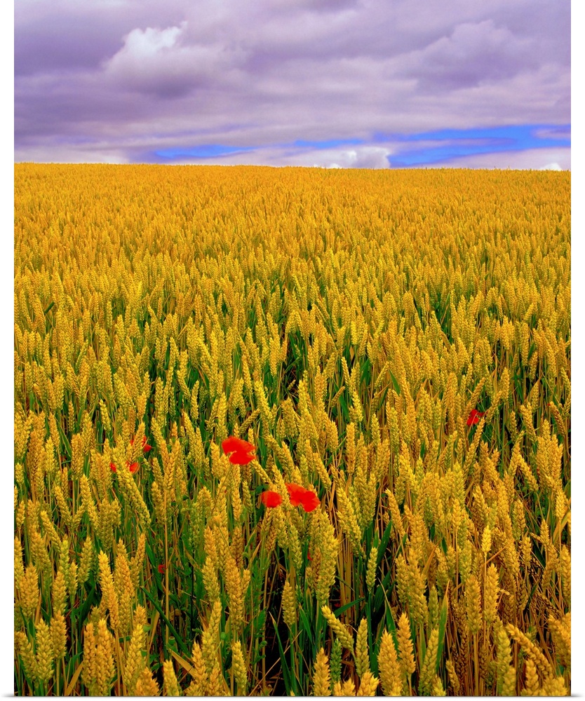 Poppies in a Wheatfield, County Waterford, Ireland