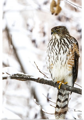 Portrait of a bird sitting on a tree branch in winter; Montreal, Quebec, Canada