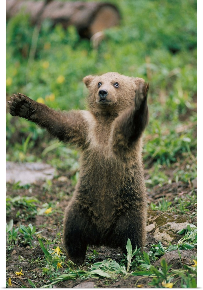 Portrait of a brown bear cub (Ursus arctos) balancing on its hind legs, standing upright with its arms outstretched, Monta...