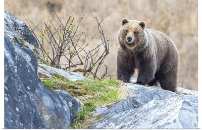 Portrait Of A Brown Bear Standing On The Rocks In Glacier Bay National Park, Alaska