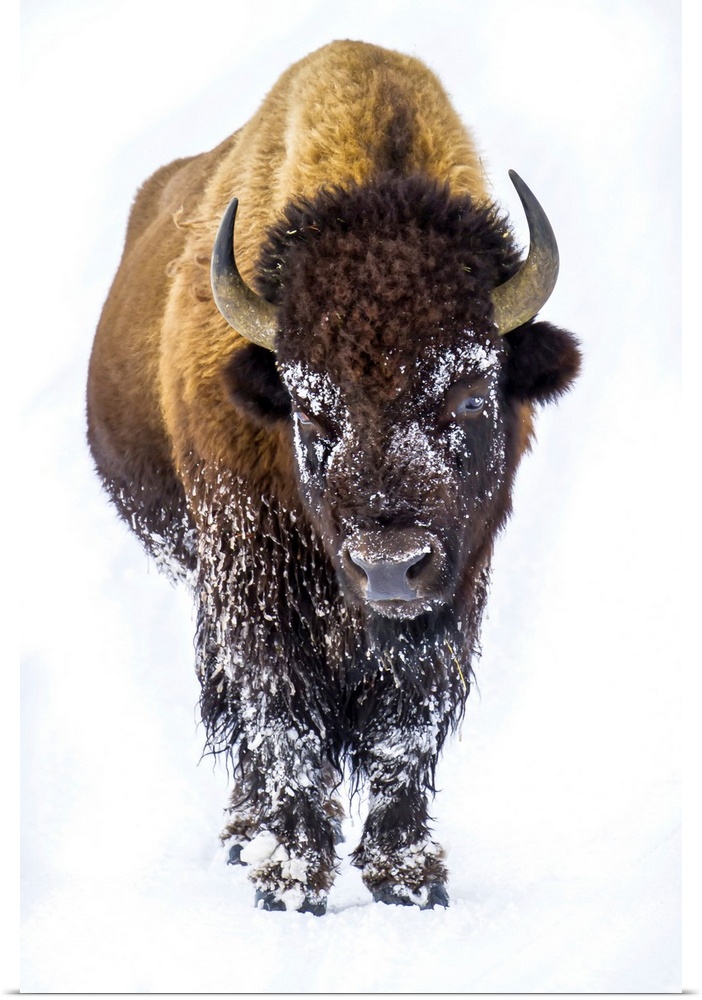 Portrait of a buffalo, Bison bison.