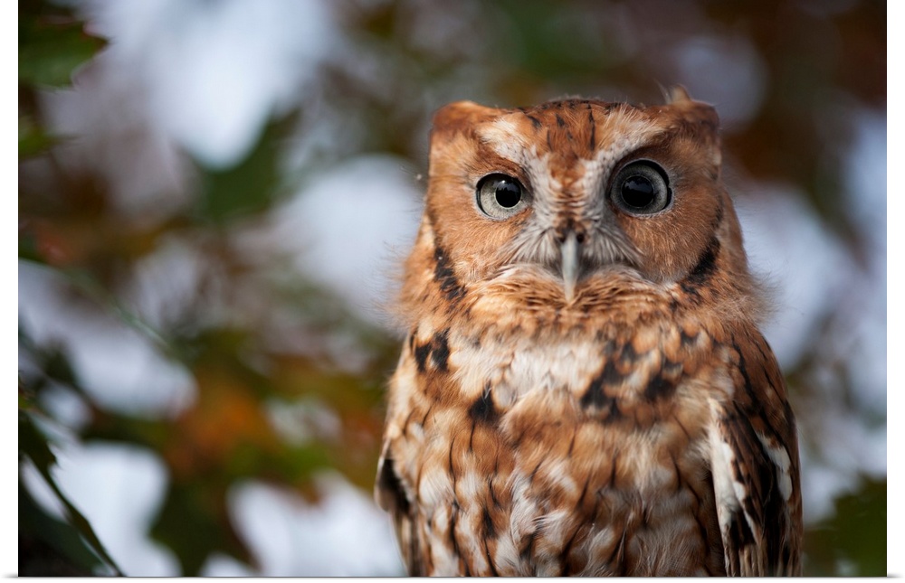 Portrait of a captive eastern screech owl (megascops asio) at Ryerson woods, Deerfield, Illinois, united states of America.