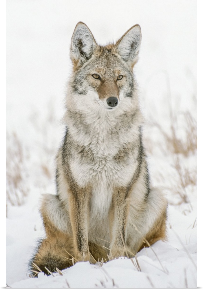 Portrait Of A Coyote Sitting In A Snow Covered Field Keeping Watch