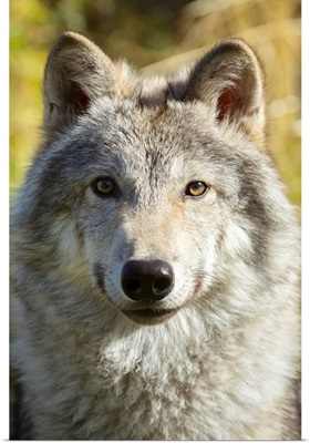 Portrait of a female Gray Wolf, Portage, Alaska