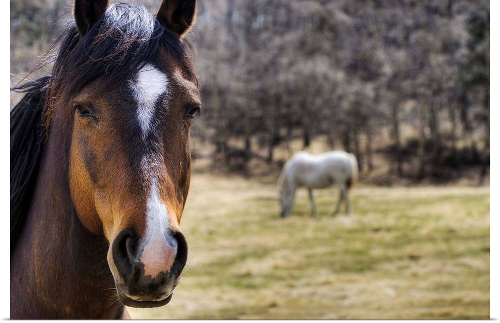 Portrait Of A Horse