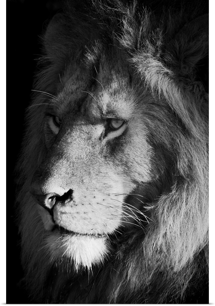 Close-up of a lion (panthera leo), head shot portrait of a male animal looking out into the savanna at sunrise, Serengeti,...