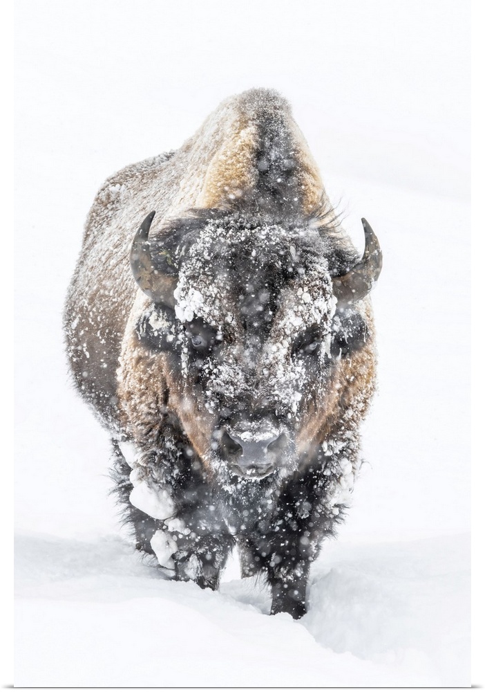 Portrait of a snow-covered Bison (Bison bison) standing in a snowstorm Yellowstone National Park, United States of America