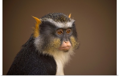 Portrait Of A Sykes' Monkey Against A Brown Background, Colorado Springs, Colorado