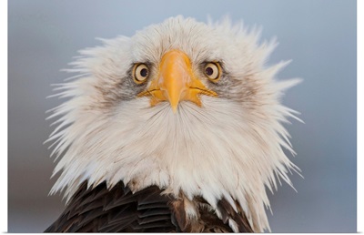 Portrait Of A Young Eagle, Homer Spit, Kenai Peninsula, Alaska