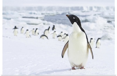 Portrait Of An Adelie Penguin With Its Colony